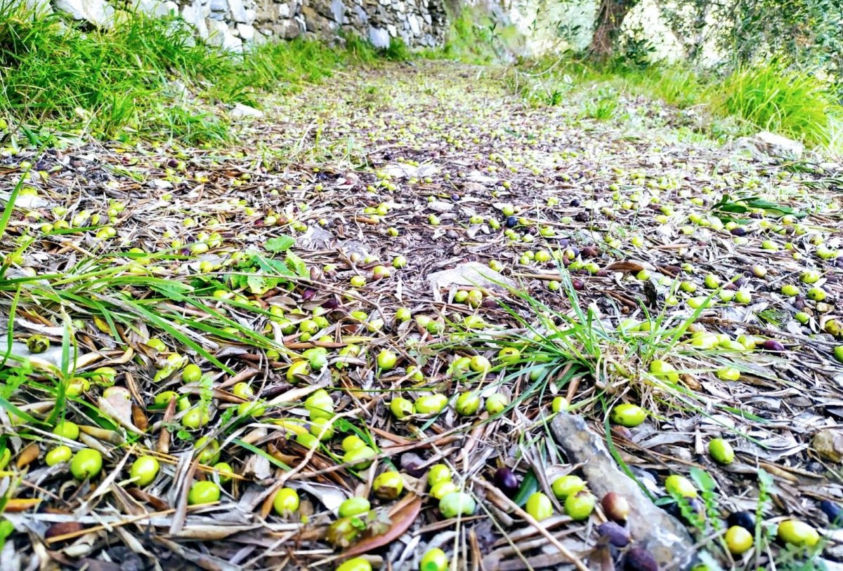 oliveaterra